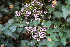 Ipomoea staphylina
